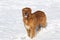 Rescued Golden Retriever Dog standing in snow