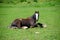 Rescued horse resting on the green grass