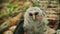 Rescued Juvenile Barred Owl is fed meat before being returned to the wild