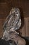 Rescued owl display at Chimney Rock State Park North Carolina USA