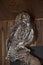 Rescued owl display at Chimney Rock State Park North Carolina USA