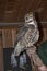 Rescued owl display at Chimney Rock State Park North Carolina USA