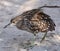 Rescued Sanderling