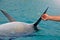 The rescued smiling dolphin holds its flippers with human hands. Sea dolphin Conservation Research Project in Eilat, Israel.