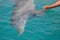 Rescued smiling young dolphin holds its flippers with human hands. Sea dolphin Conservation Research Project in Eilat, Israel.