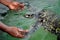 The rescued tortoise holds its flippers with human hands . Sea Turtles Conservation Research Project in Bentota, Sri Lanka.
