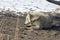 Rescued white happy wolf lying on snow covered ground in open area outdoors at wildlife sanctuary park
