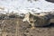 Rescued white happy wolf lying on snow covered ground in open area outdoors at wildlife sanctuary park