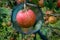 Research of apples in the branch on certain diseases. Beautiful red apple on a branch magnified with a magnifying glass. In the