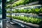 research in organic, hydroponic vegetables plots growing on indoor vertical farm