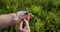 Researcher looks at large deer beetle through magnifying glass