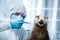 Researcher in protective suit and badger