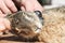 Researchers applying a radio collar to an european brown hare for scientific research - Scientific research concept - Protection