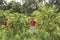 Researchers examining an orange plant infected with bacteria Candidatus liberibacter HLB in Venezuela