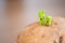 Researchers in protective suit inspecting potato