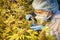 Researchers are using a magnifying glass to inspect cannabis leaves in greenhouses. hemp agribusiness ideas Cannabis business and