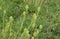 Reseda lutea, the yellow mignonette or wild mignonette flower