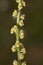 Reseda luteola flower