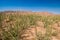 Reseda luteola on the shore of Barrage Al-Hassan Addakhil water dam in Morocco near Errachidia city