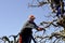 RESEN, MACEDONIA. MARCH 10, 2018- Farmer pruning apple tree in orchard in Resen, Prespa, Macedonia. Prespa is well known region in