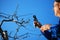 RESEN, MACEDONIA. MARCH 16, 2019- Farmer pruning apple tree in orchard in Resen, Prespa, Macedonia. Prespa is well known region in