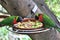 Reserve of parrots in the Loro Parque in Puerto de la Cruz, Tenerife