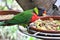 Reserve of parrots in the Loro Parque in Puerto de la Cruz, Tenerife