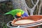 Reserve of parrots in the Loro Parque in Puerto de la Cruz, Tenerife