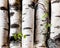 Reserves of birch logs