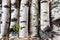 Reserves of birch logs