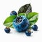 ?resh blueberry photo, white background