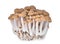 Resh brown shimeji mushroom, beech mushrooms or edible mushroom