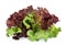 Resh red and green coral salad or red lettuce isolated on the white