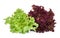 Resh red and green coral salad or red lettuce isolated on white