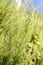 resh Rosemary Herb grow outdoor. Rosemary leaves Close-up.