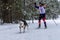 Reshetiha, Russia - 02.02.2019 - Dog skijoring. Husky sled dog pull dog driver. Sport championship competition