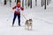 Reshetiha, Russia - 02.02.2019 - Dog skijoring. Husky sled dog pull dog musher. Sport championship competition