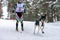 Reshetiha, Russia - 02.02.2019 - Dog skijoring. Pointer sled dog pull dog musher. Sport championship competition