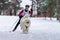 Reshetiha, Russia - 02.02.2019 - Dog skijoring. Samoyed sled dog pull dog driver. Sport championship competition