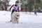 Reshetiha, Russia - 02.02.2019 - Dog skijoring. Samoyed sled dog pull dog musher. Sport championship competition