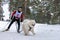 Reshetiha, Russia - 02.02.2019 - Dog skijoring. Samoyed sled dog pull dog musher. Sport championship competition