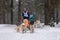 Reshetiha, Russia - 02.02.2019 - Sled dog racing. Husky sled dogs team pull a sled with dog drive