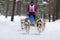 Reshetiha, Russia - 02.02.2019 - Sled dog racing. Husky sled dogs team pull a sled with dog driver. Championship competition