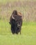 Resident Bison At Oklahoma tall grass prairie preserve