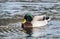 Resident mallard drake duck on Georgia pond