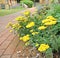 Residential care home border plants