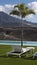 Residential or hospitality outdoor setup with small palm tree by the pool and white chaise lounge positioned on grass