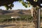 Residential House Surrounded By Vineyard