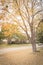 Residential neighborhood with covered autumn leaves on front yard and side walk near Dallas