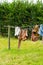 Residential outdoor area with grassy ground and freshly laundered garments hanging from the line